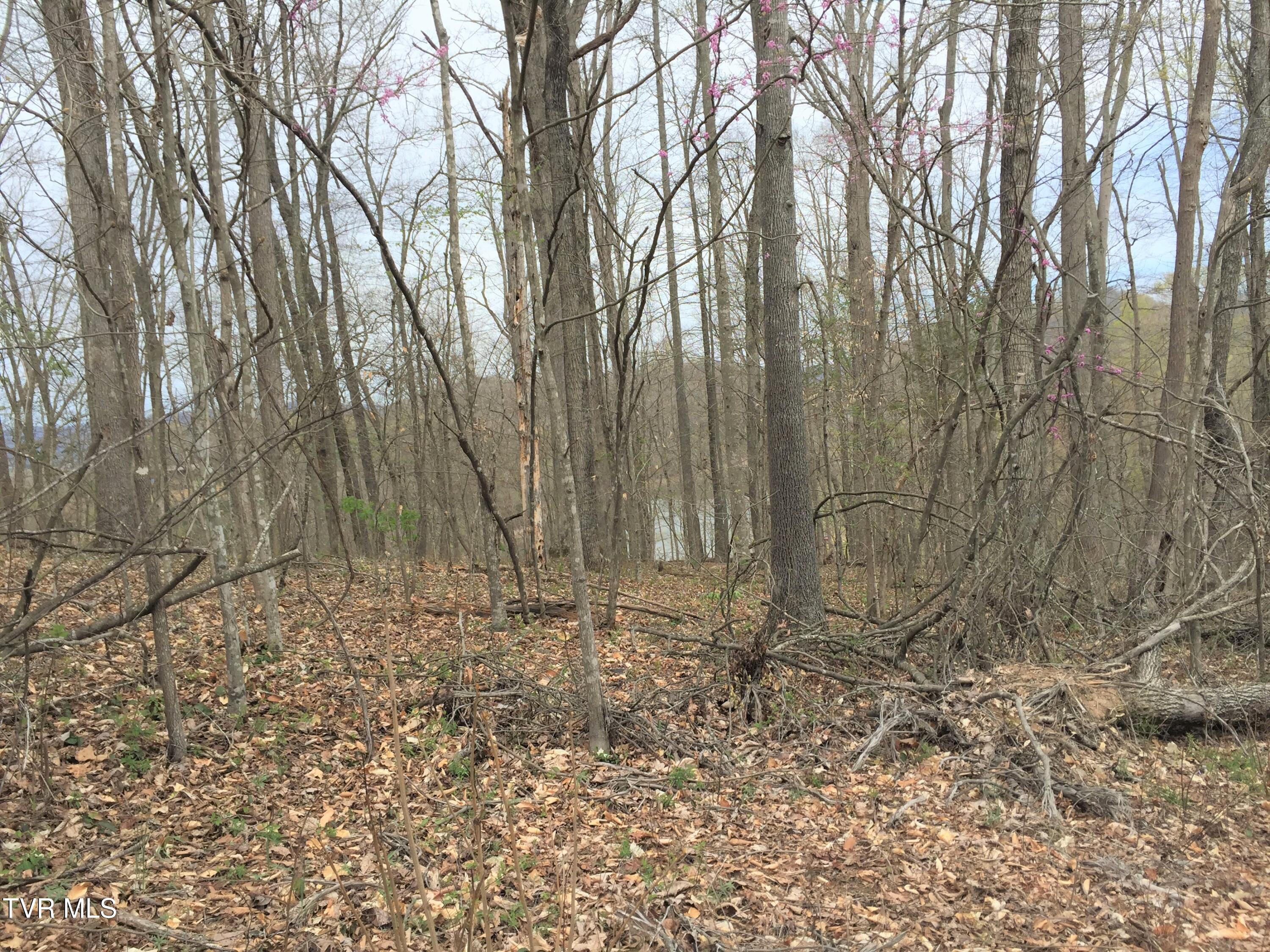 Image 4: IMG_6393