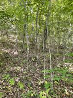 Tbd Mountain Wynd Drive