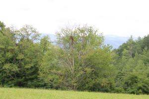369 Dye Leaf Road