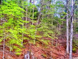 TBD Copperhead Hollow Road