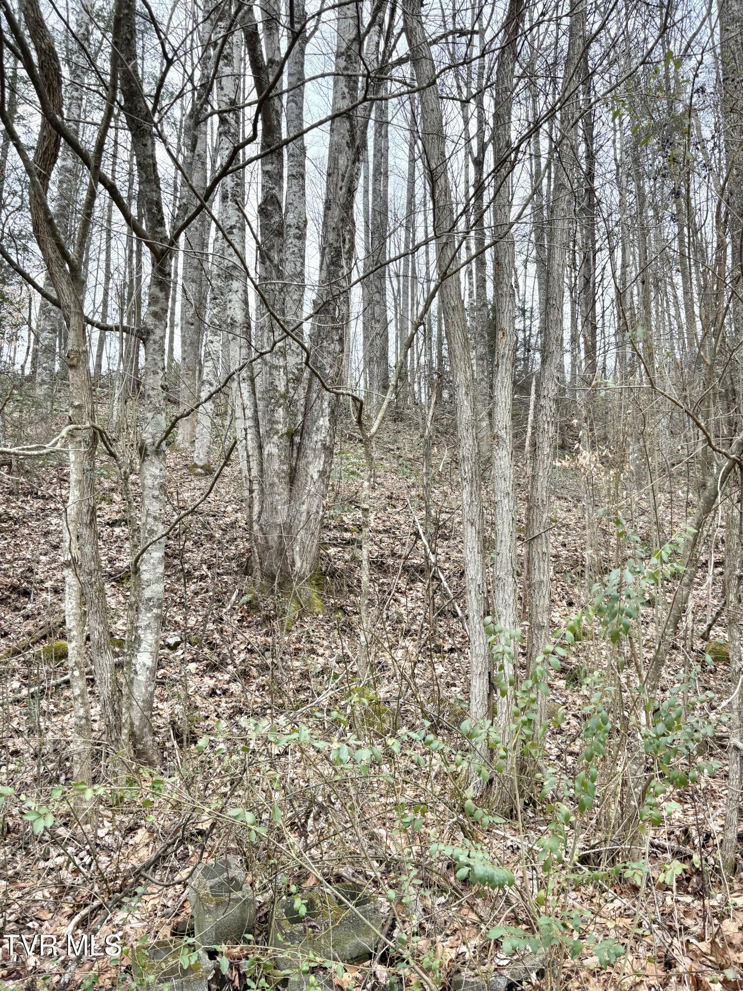 Image 2: IMG_0217