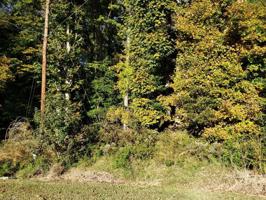 1859 Beckner Road Lot 1