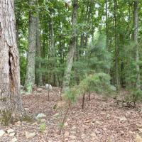118 Sierra Trace Road