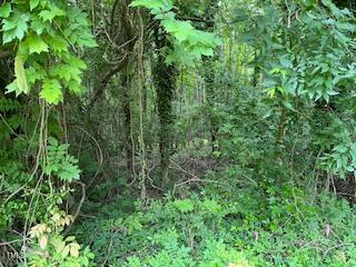 Image 2: IMG_7425