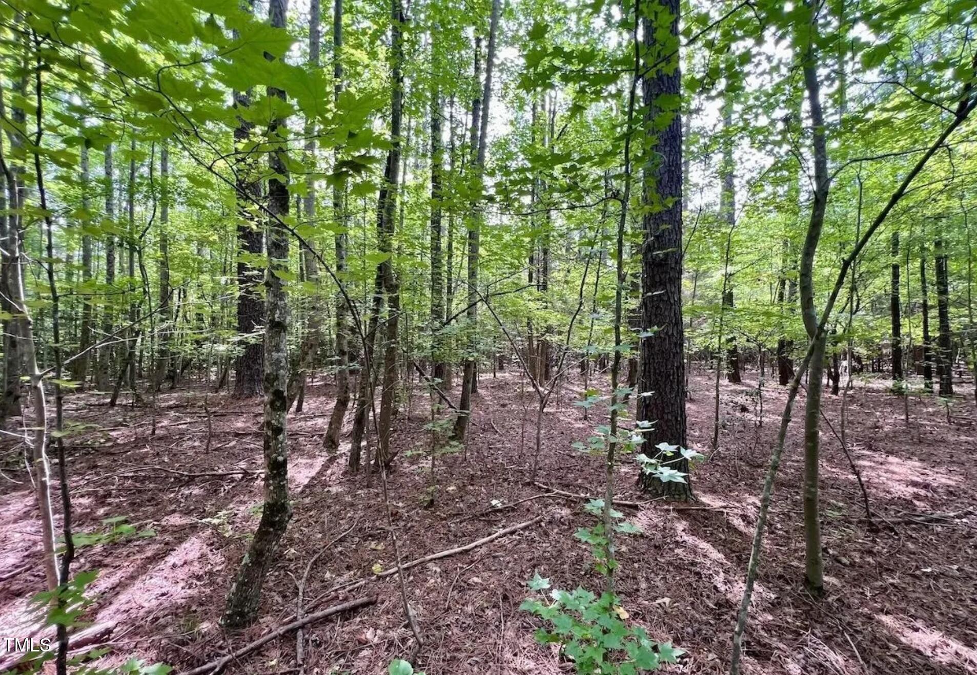 Image 2: Tree Line
