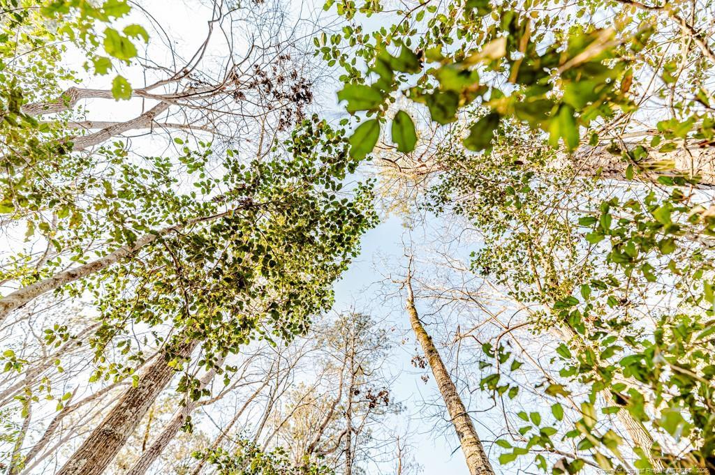 Image 2: Canopy View