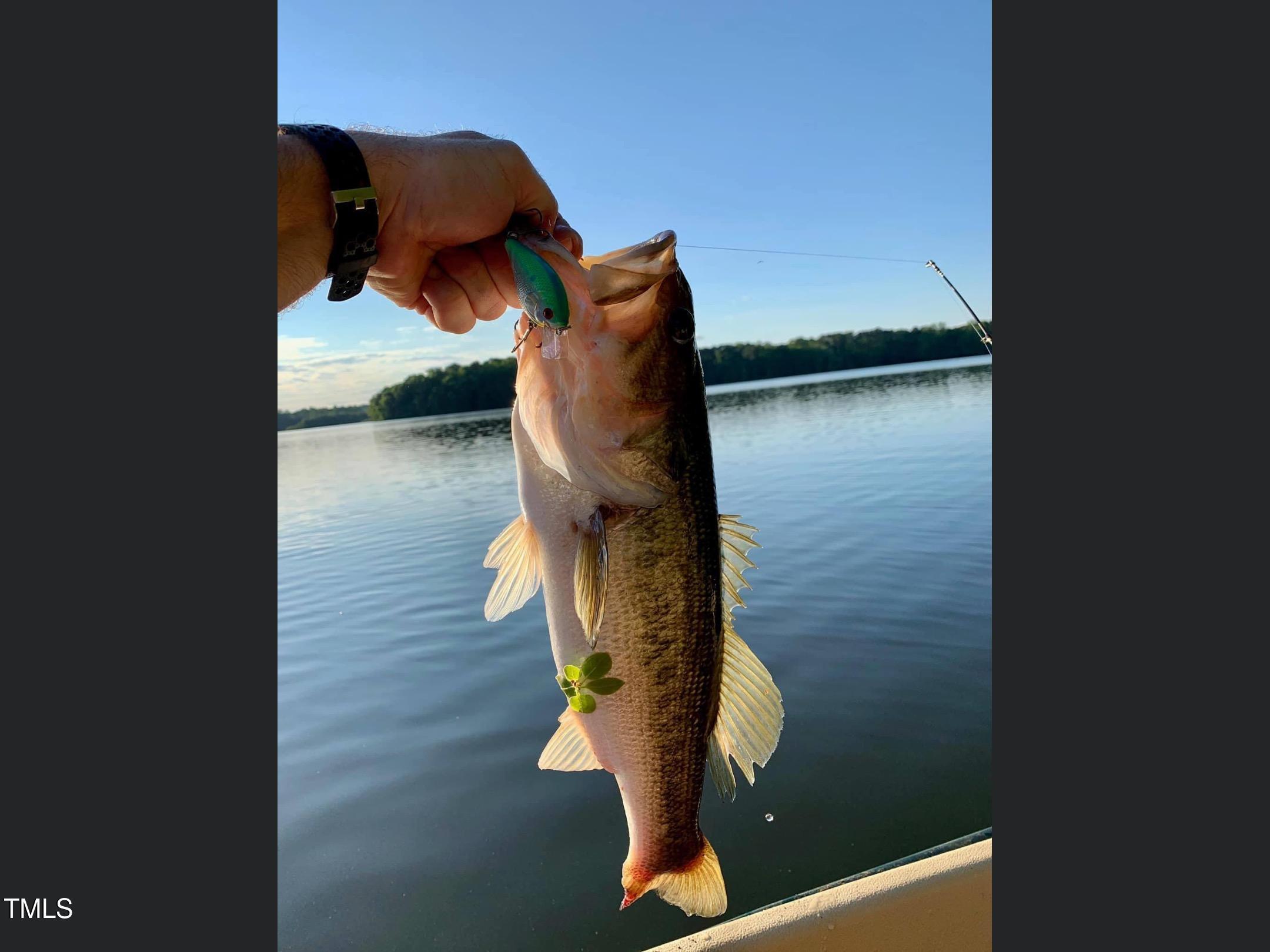 Image 4: Fish Image 4: Fish