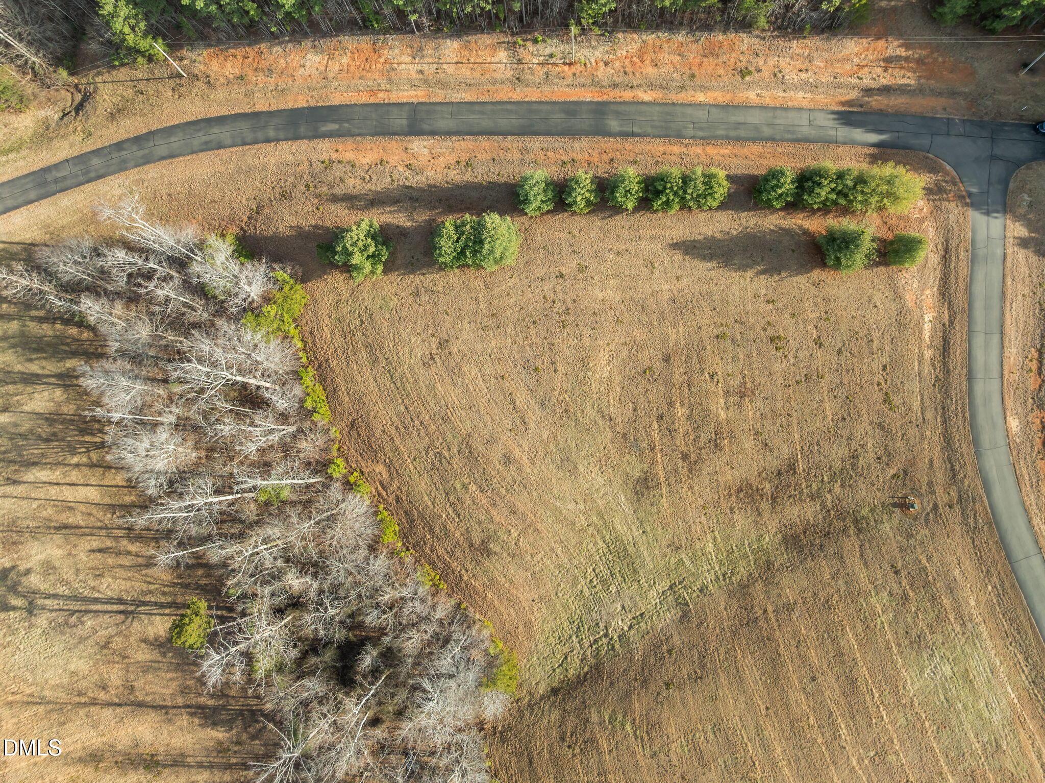 Image 4: ROW OF PRIVACY TREES