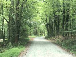 424 Dragonfly Trail