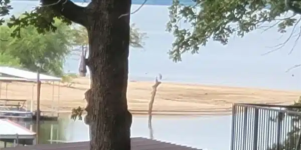 Image 4: View of lake