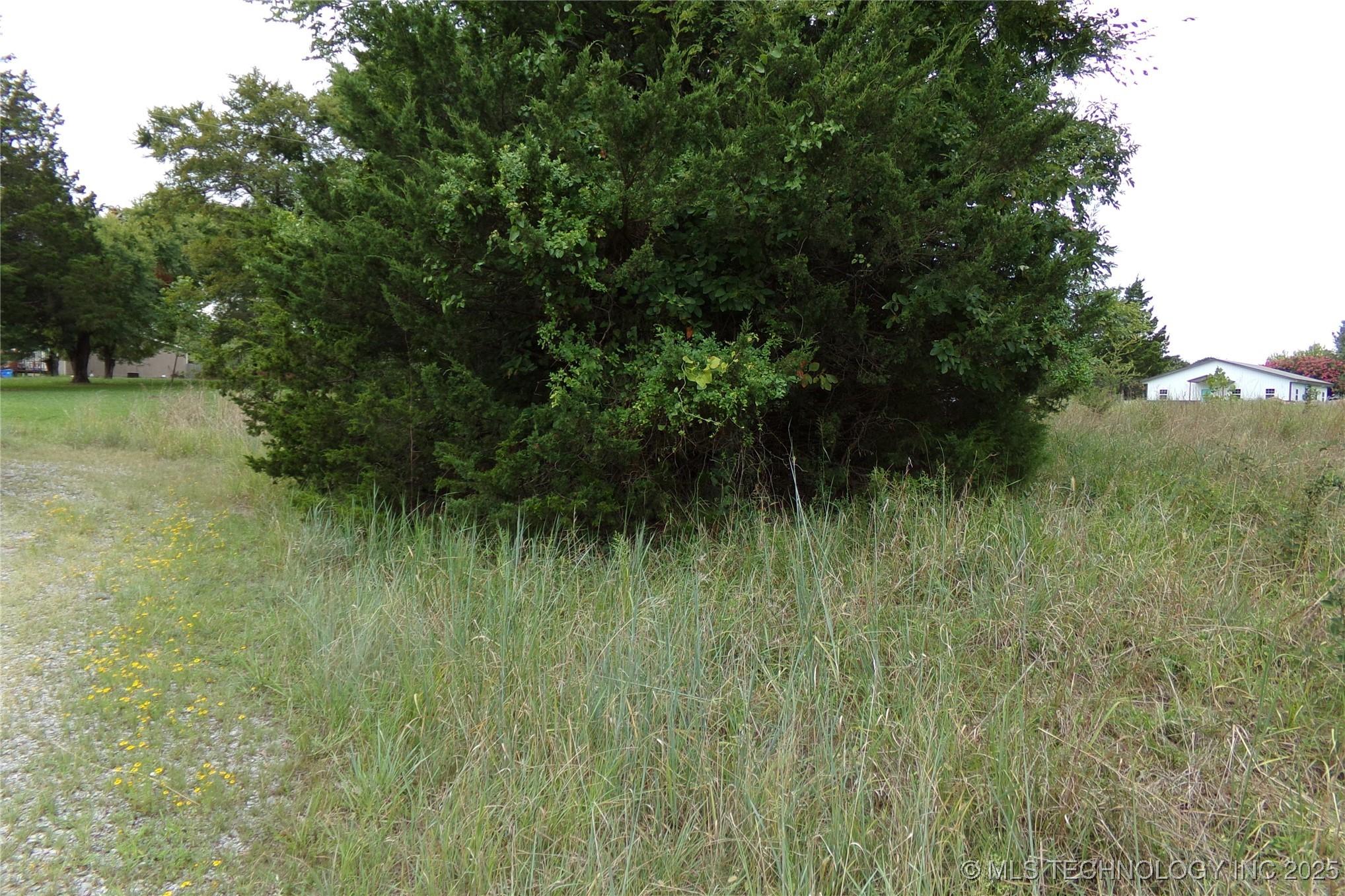 Image 1: NEEDS A LITTLE CLEARING
