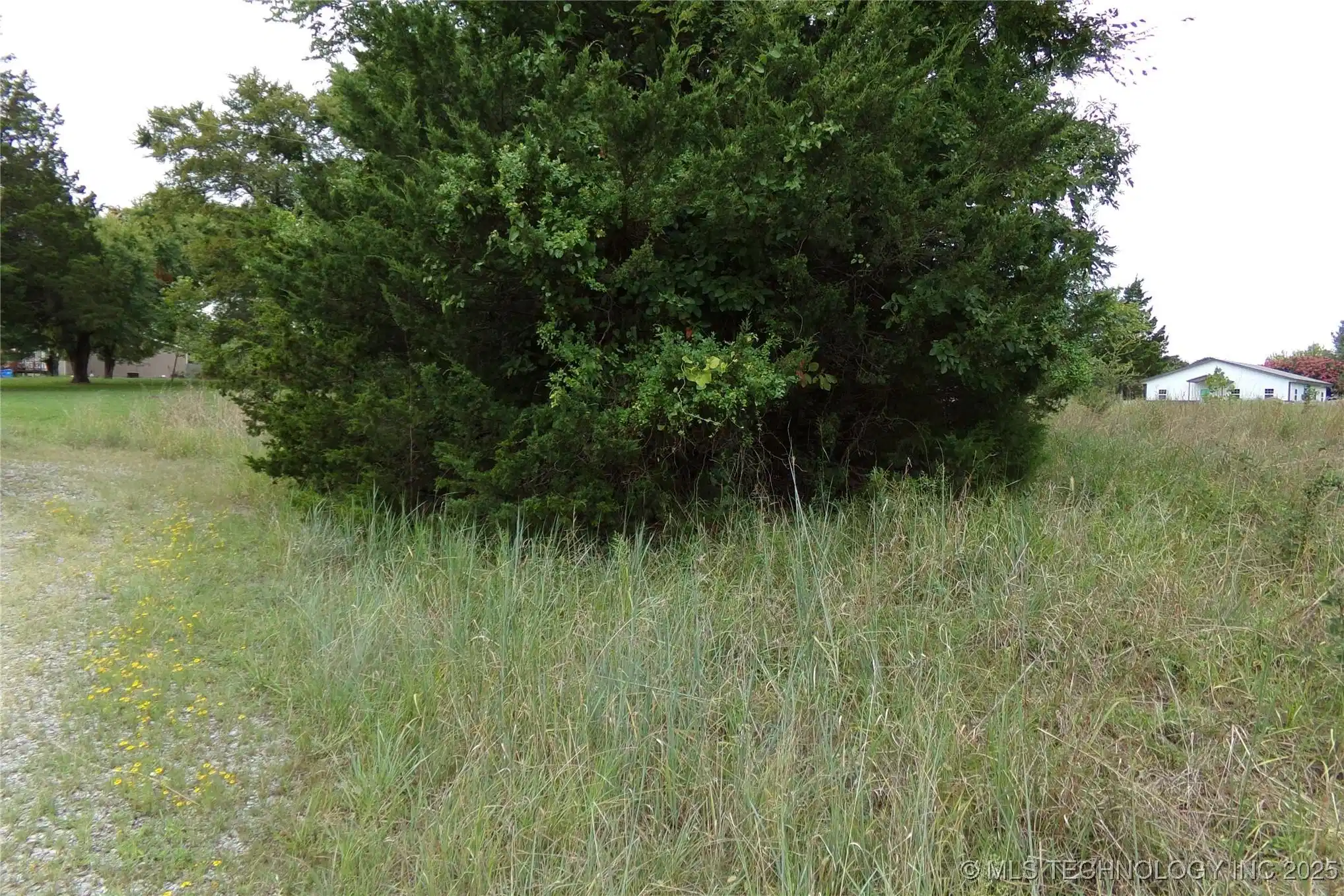 Image 1: NEEDS A LITTLE CLEARING