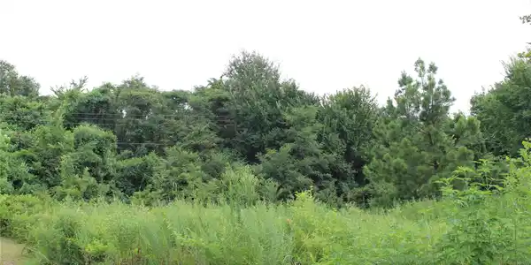 Image 2: Green foliage and dense trees define the natural l
