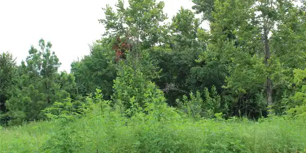 Image 3: Expansive natural landscape featuring dense foliag