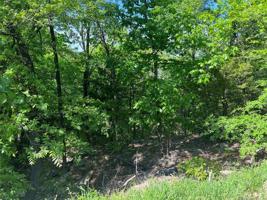 8 Tall Oaks