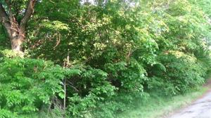 Lakeview Drive
