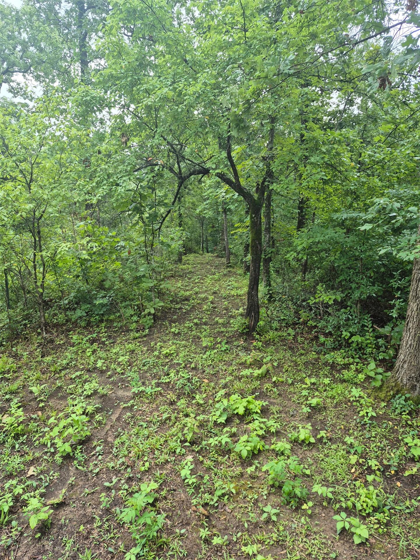 Image 3: Wooded acreage featuring mature trees and lush gro