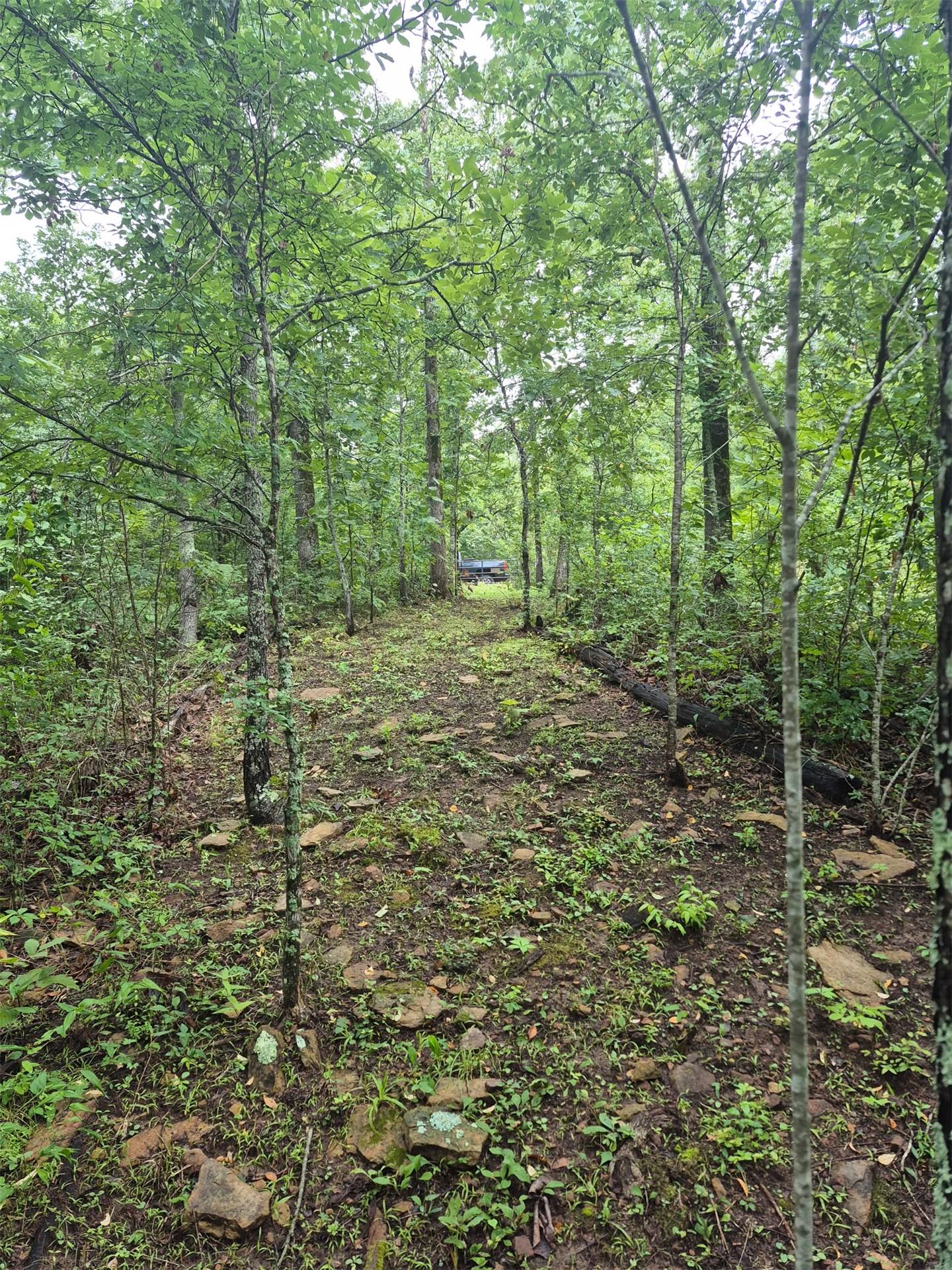 Image 4: Wooded lot with mature trees and visible groundcov
