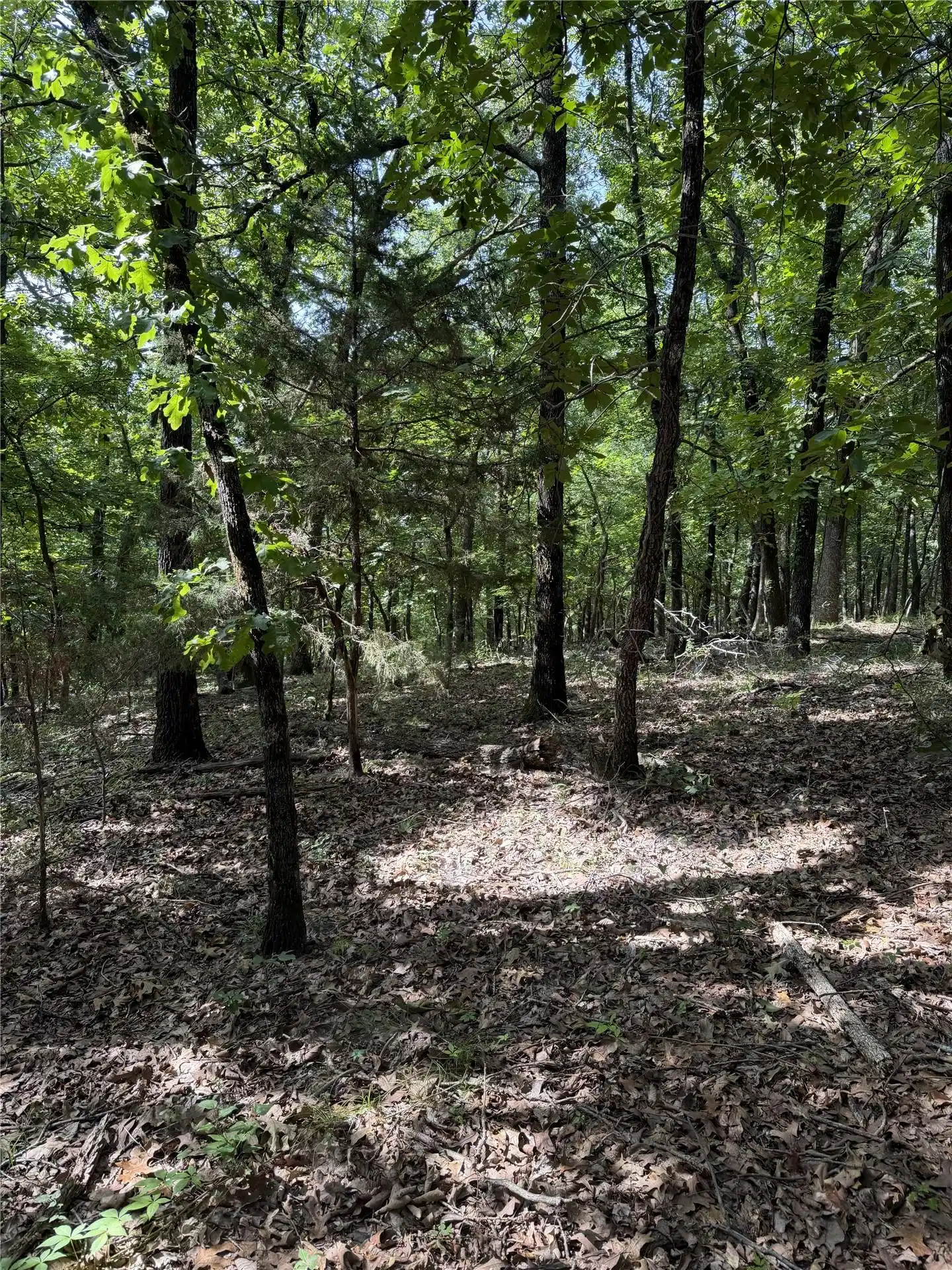 Image 1: Wooded lot featuring mature trees and natural grou
