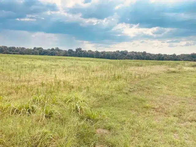 Image 1: Expansive grassy field with a distant tree line un