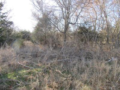 Appaloosa Piney Creek 9