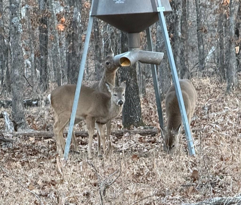 Image 3: lots of deer