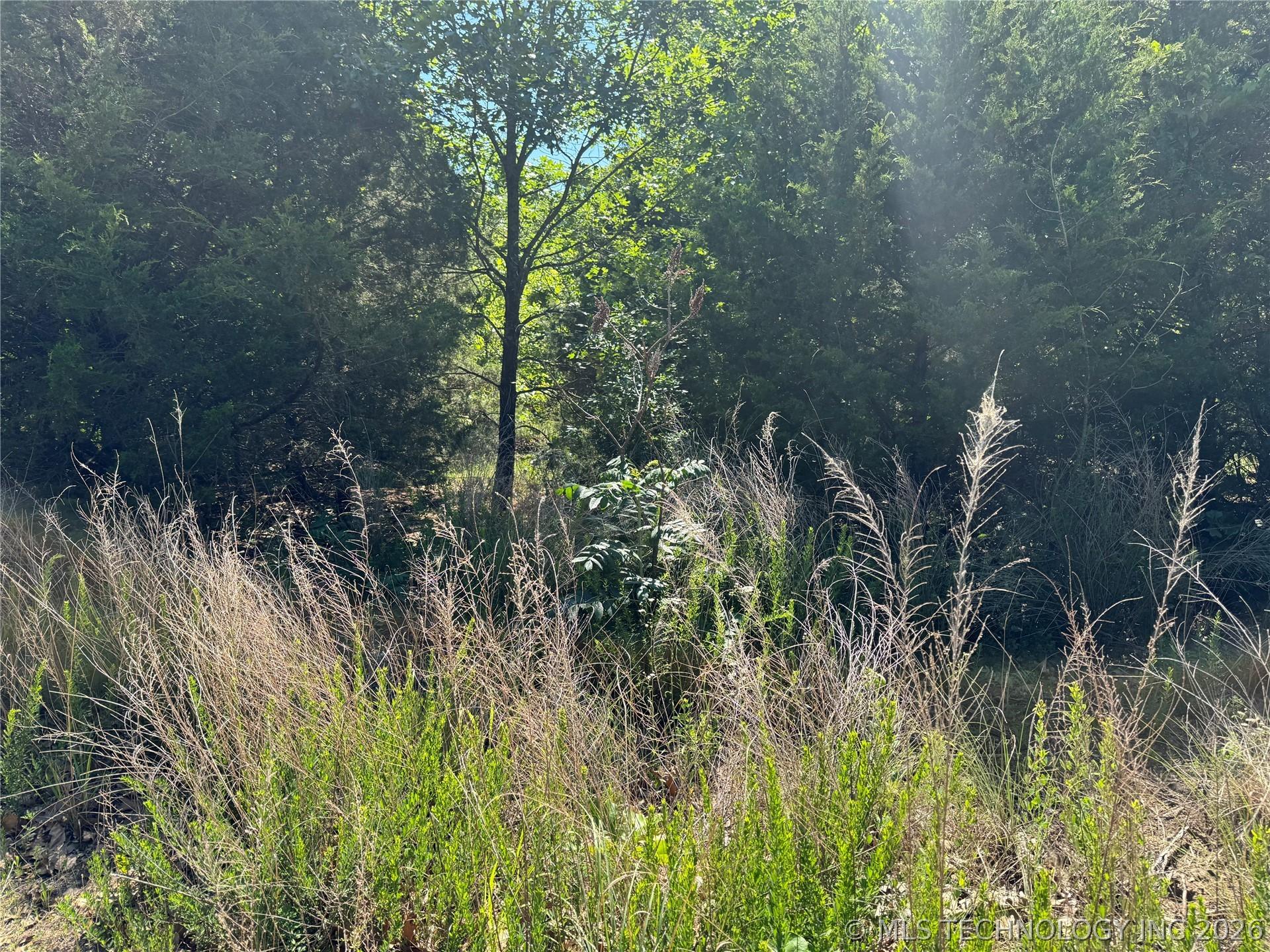 Image 3: Mature trees and natural foliage