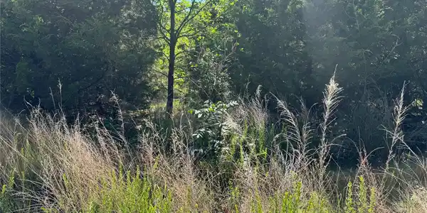 Image 3: Mature trees and natural foliage