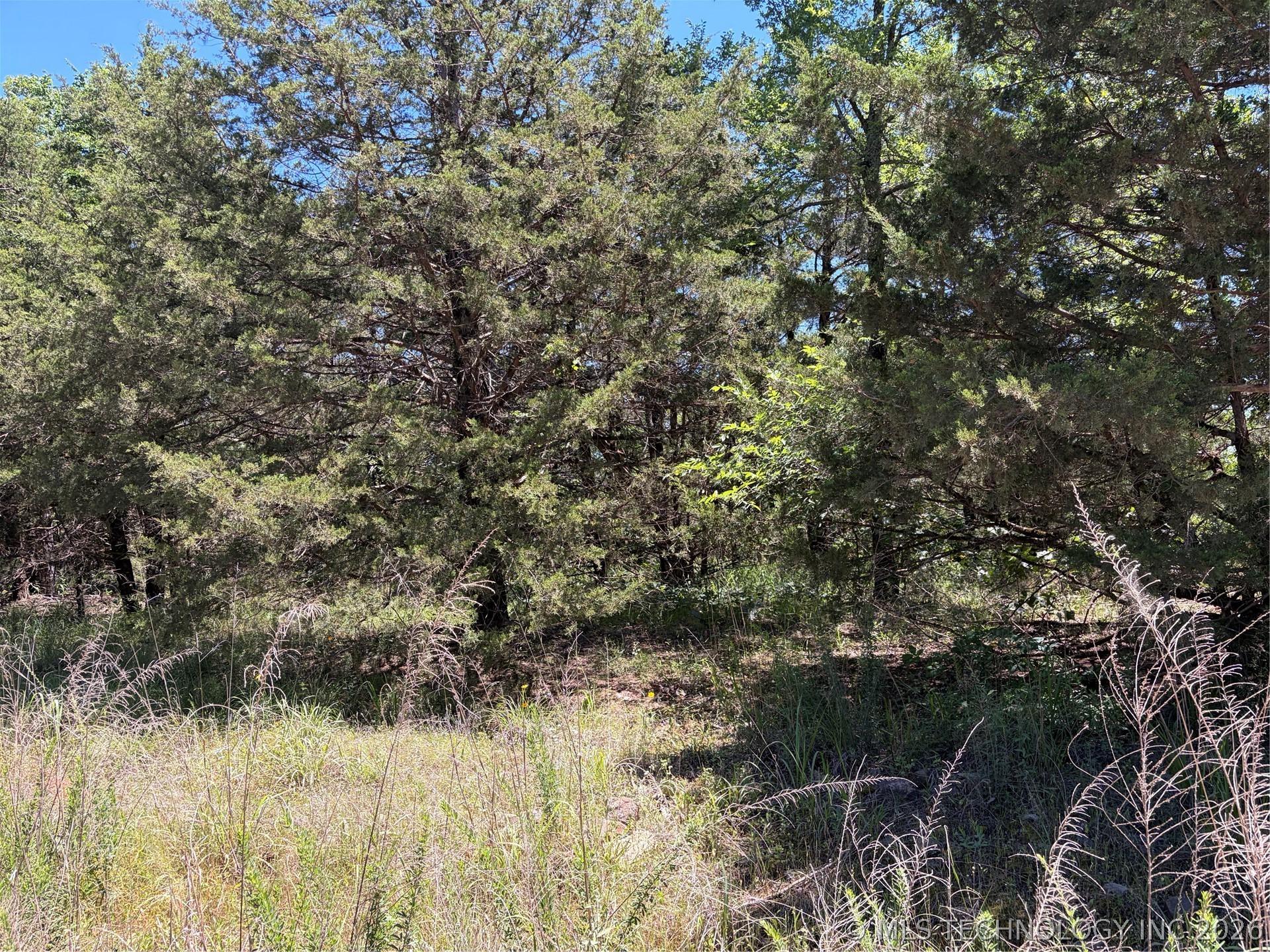 Image 1: Wooded lot featuring mature evergreen and deciduou