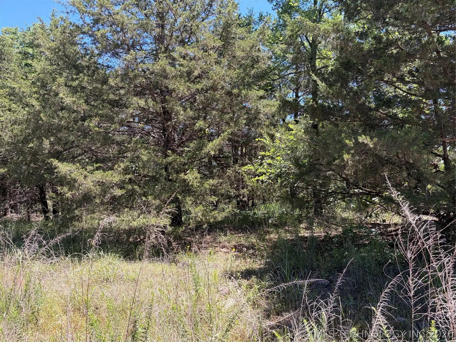 Image 1: Wooded lot featuring mature evergreen and deciduou