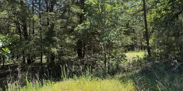 Image 4: Wooded property featuring mature trees and natural