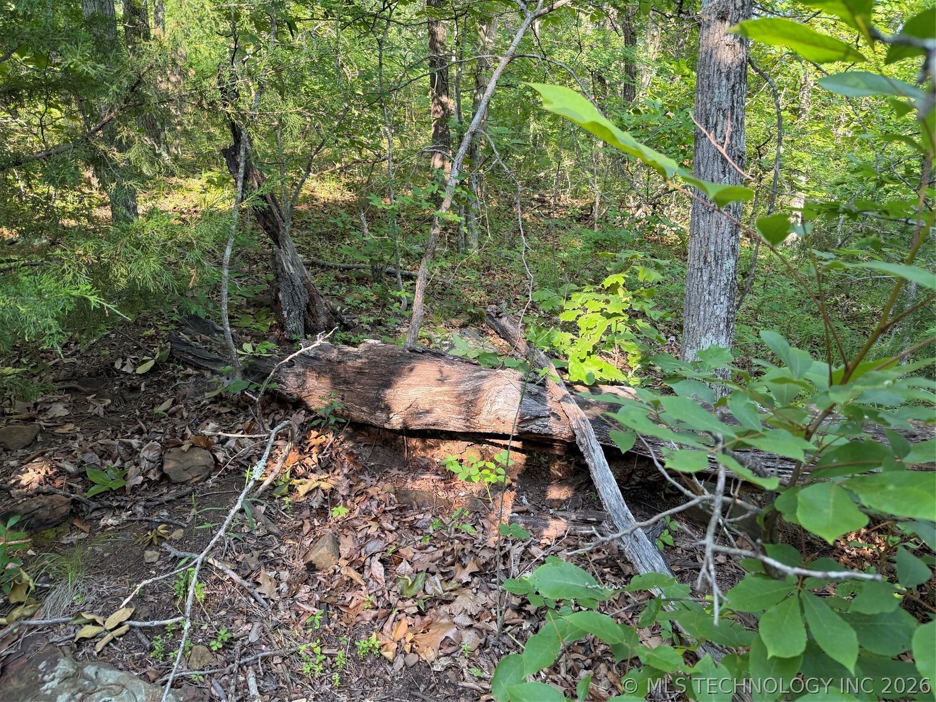 Image 1: Wooded terrain featuring a fallen log, abundant gr