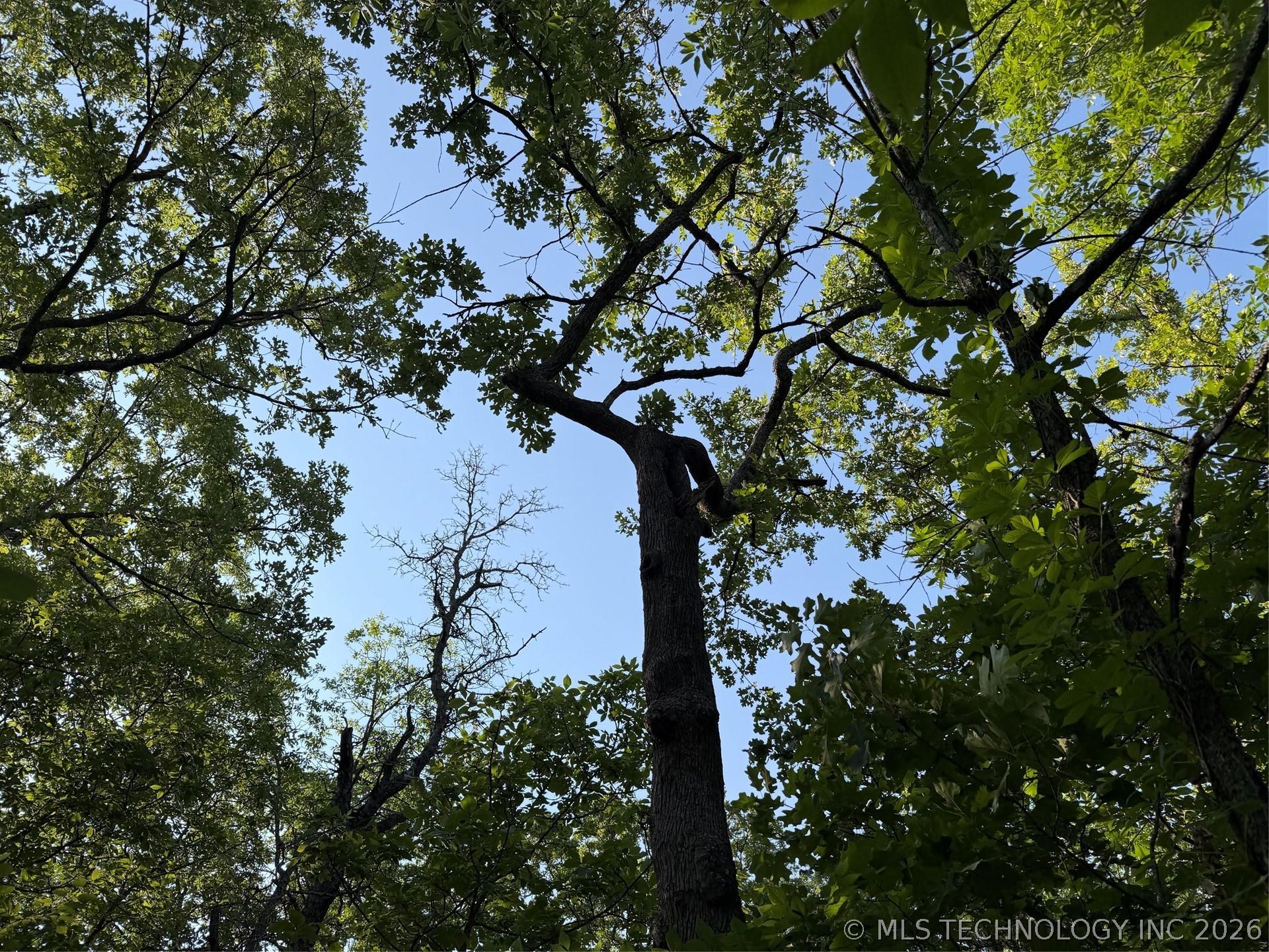 Image 2: Mature tree canopy providing extensive shade