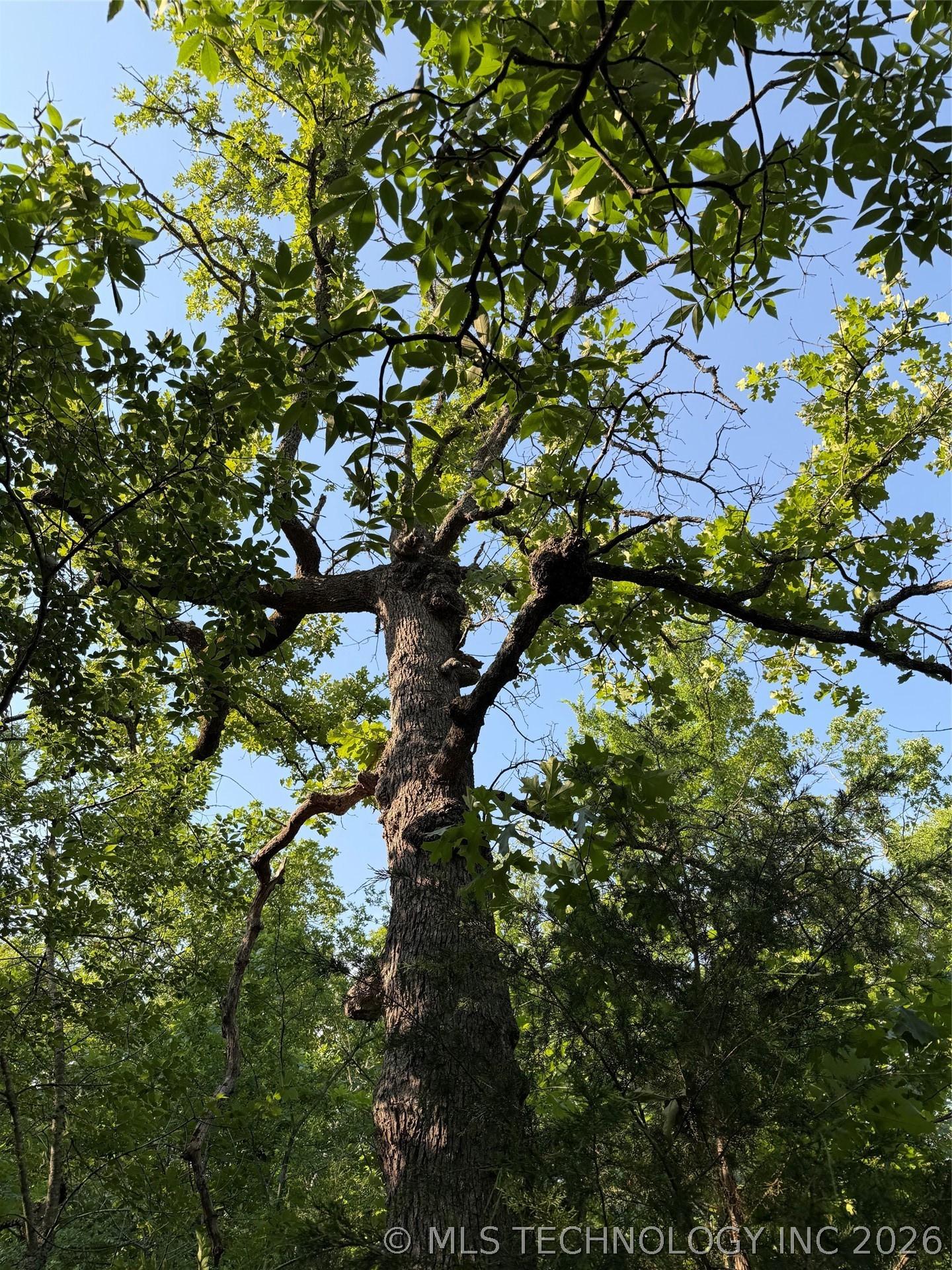 Image 4: Mature hardwood trees featuring substantial trunks