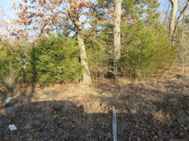 Appaloosa Piney Creek 9