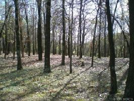 Plum Tree Road