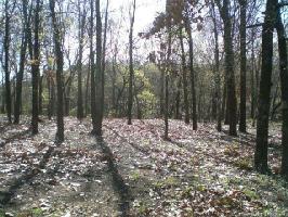 Plum Tree Road