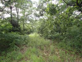 Piney Creek Road