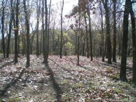 Plum Tree Road