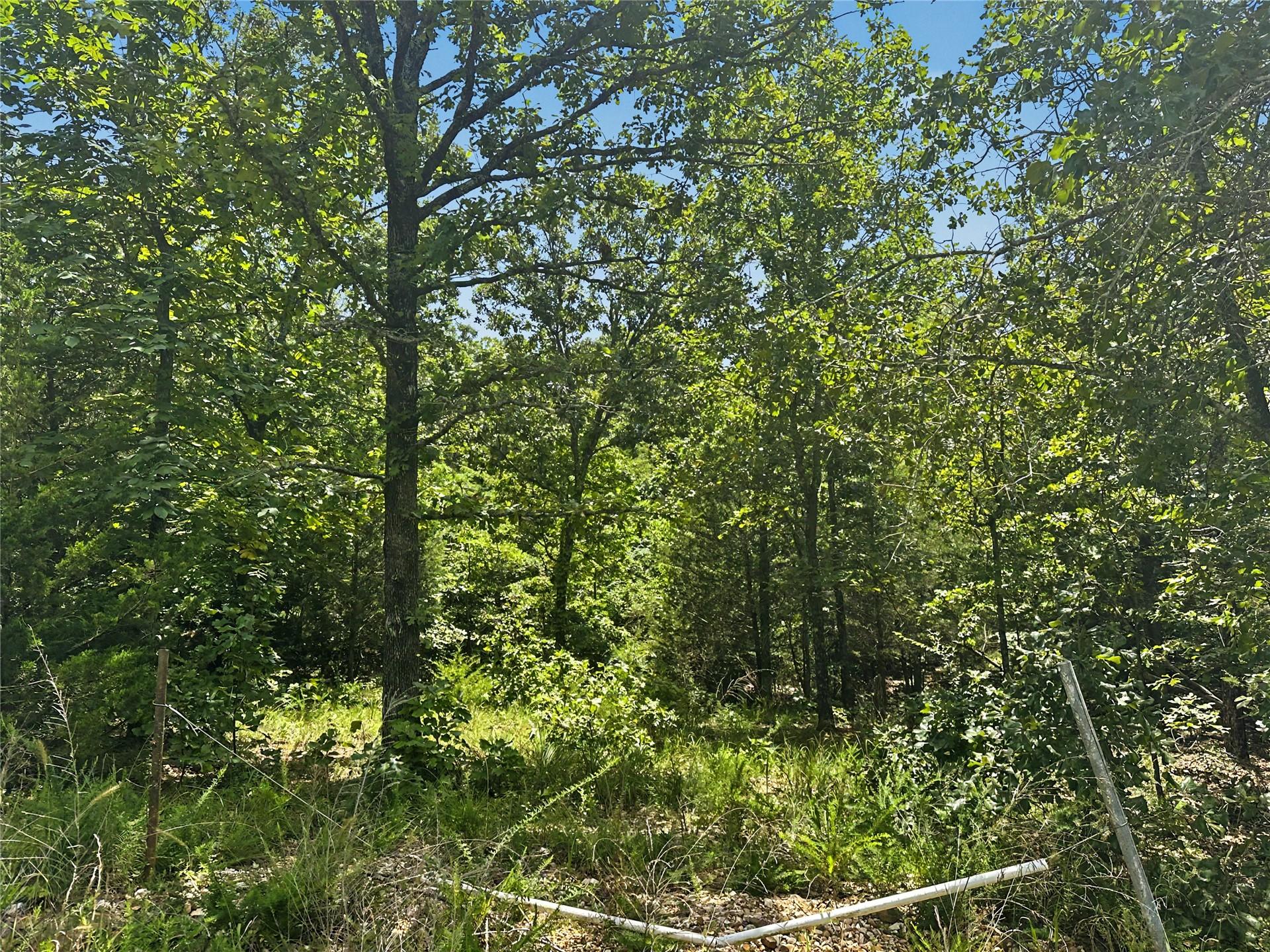 Image 3: Mature hardwood trees and dense vegetation