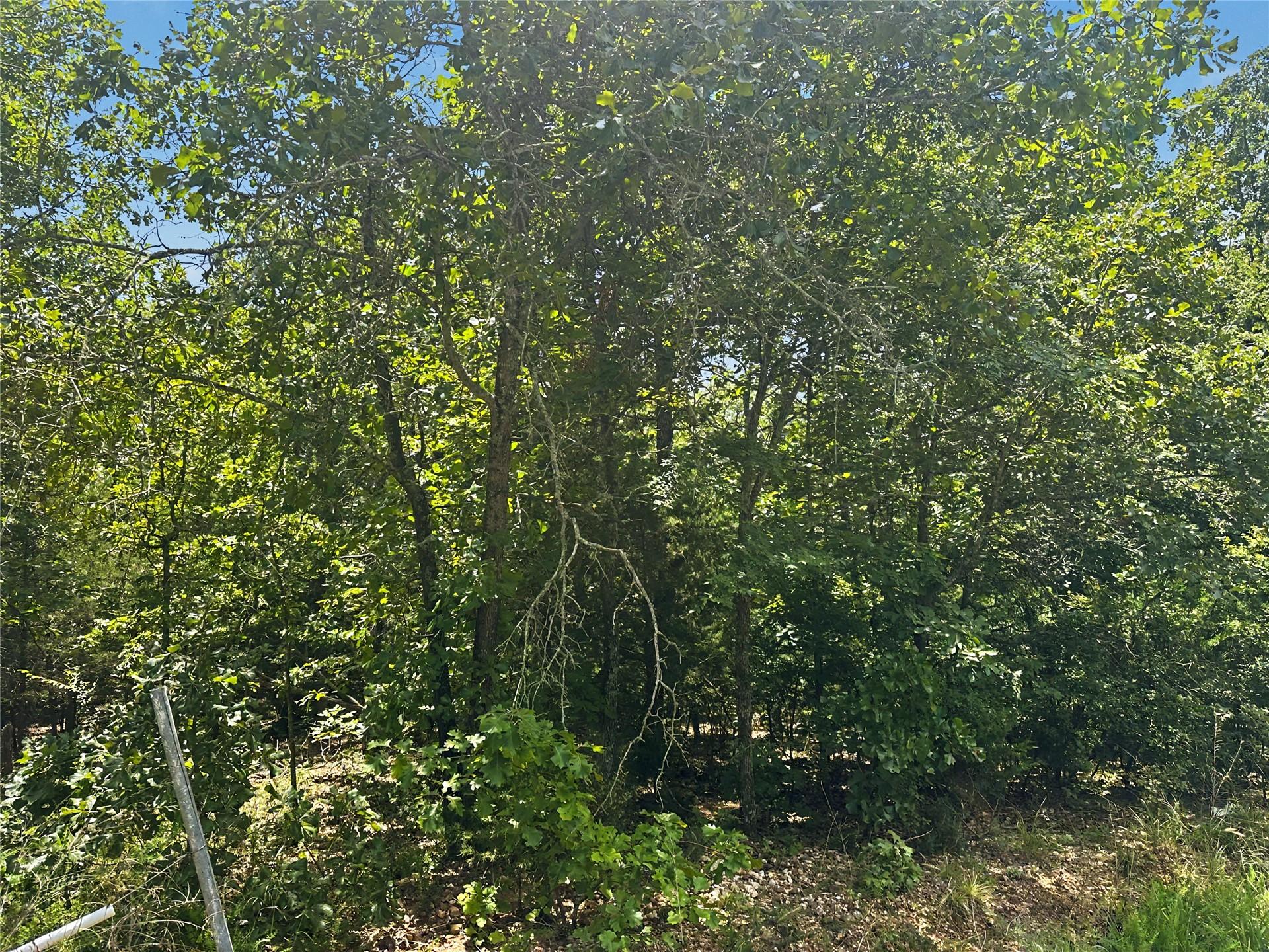 Image 4: Wooded parcel featuring mature deciduous trees and