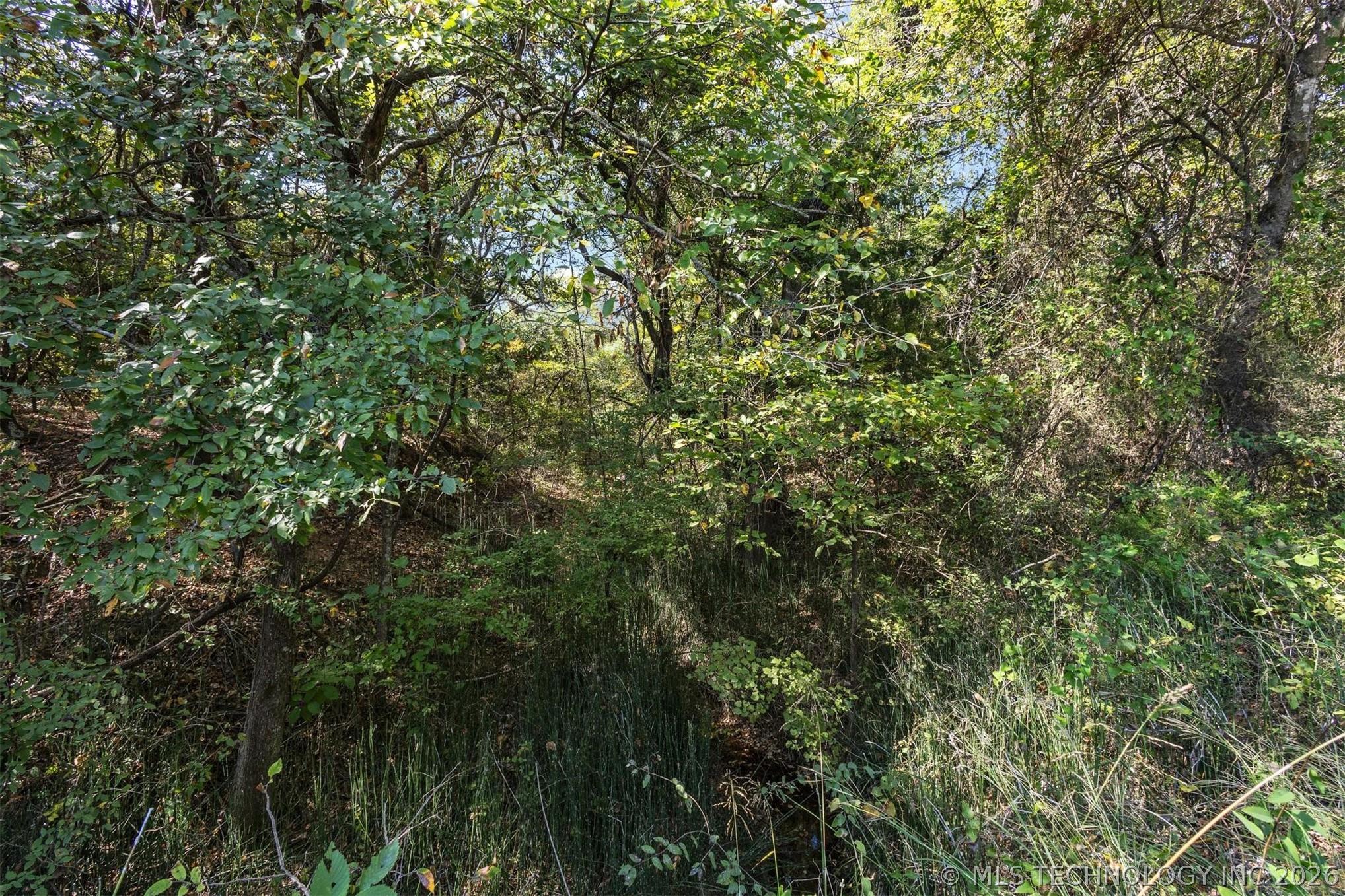Image 4: Wooded ridge along the road with mature trees