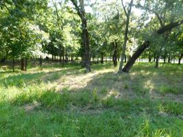 Lot G-43 PR 5982