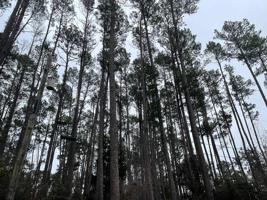 0000 Pine Cone Glen