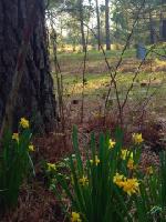 8.685 Acres CR 1580