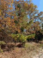 29524 Timber Grove