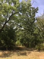 TBD San Saba