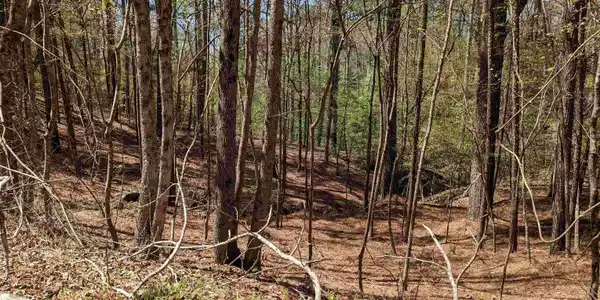 Bear Creek Dr.