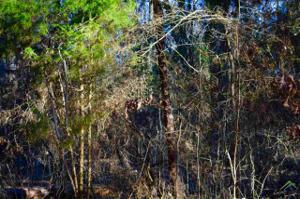0000 Cypress Creek