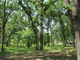 Lot 41 PR 5517